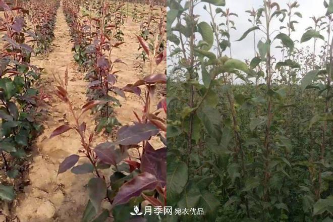 1-3年生全紅梨樹苗方城基地直銷！成活率高 價值突出(圖4)