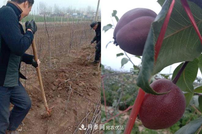 1-3年生全紅梨樹苗方城基地直銷！成活率高 價值突出(圖6)