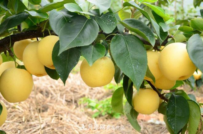 南陽(yáng)方城博望黃金梨2年3年生梨樹苗基地批發(fā)價(jià)格15元(圖3)