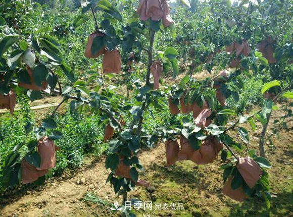 南陽(yáng)方城博望黃金梨2年3年生梨樹苗基地批發(fā)價(jià)格15元(圖2)