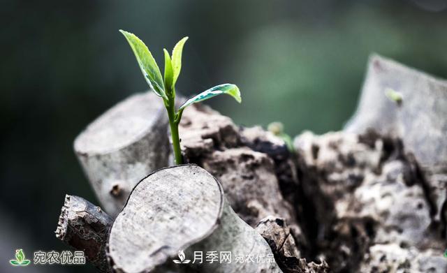 河南苗木人你可知實(shí)生苗和自根苗有什么區(qū)別？(圖2)