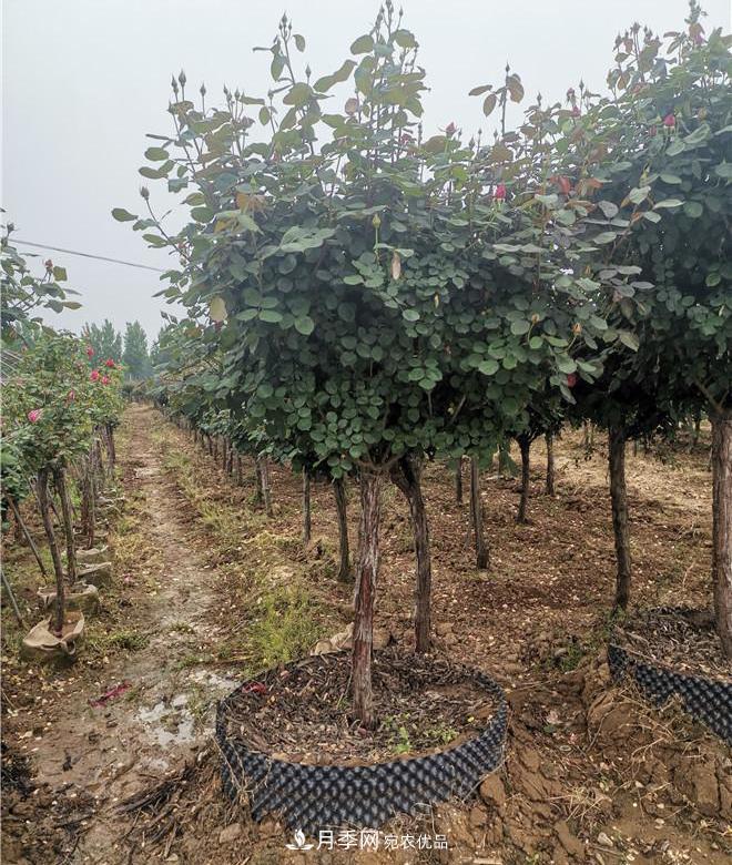南陽精品苗木的標準怎么定？這三個硬指標一定要知道(圖2)