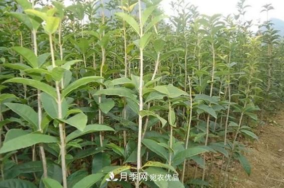 快速學(xué)習(xí)南陽(yáng)苗木行業(yè)的規(guī)格術(shù)語(yǔ) 胸徑米徑冠幅(圖1)