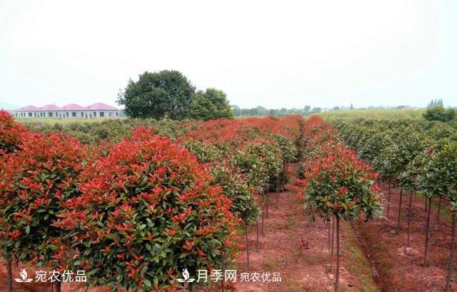 苗木怎么才能賺大錢(qián)？首先你得學(xué)會(huì)炒作(圖1)