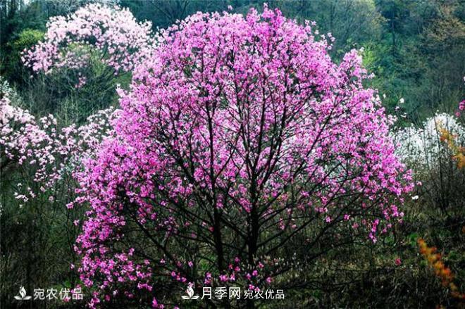 中國辛夷之鄉(xiāng)，帶你看看什么是南陽南召辛夷花(圖2)