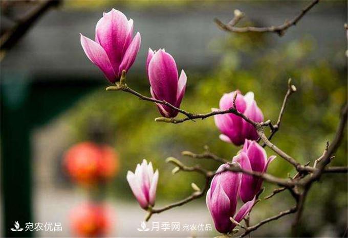 中國辛夷之鄉(xiāng)，帶你看看什么是南陽南召辛夷花(圖3)