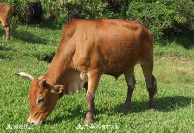 南陽黃牛，中國地理標志保護農(nóng)產(chǎn)品(圖2)