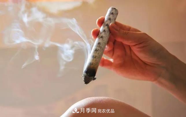 南陽艾草產(chǎn)業(yè)發(fā)展規(guī)劃（2019-2023 年），快來看看吧！(圖2)