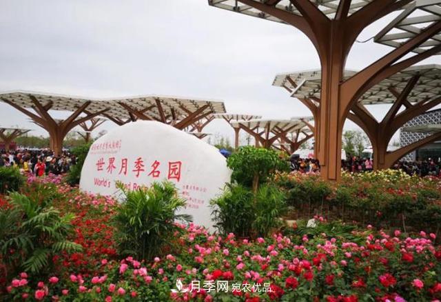 南陽月季大觀園，單靠月季你引不起“全村人”的興趣！(圖1)