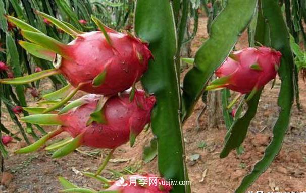 南陽(yáng)火龍果苗種植方法簡(jiǎn)單易成活，記住五點(diǎn)產(chǎn)量高(圖2)