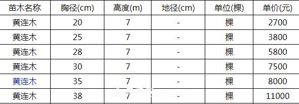 高度7米的黃連木能賣13000元/株？老苗木人道出了價(jià)格實(shí)情(圖2)