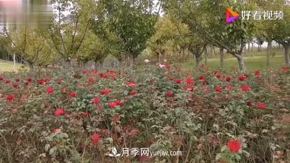 來(lái)山東聊城九州洼月季公園，看這搖曳多姿的月季格桑花(圖1)