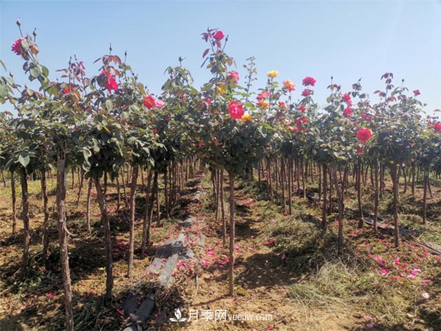 新品種樹狀月季花期長生命力強，院子陽臺都可以種植！(圖1)