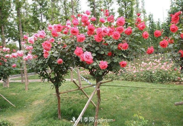 新品種樹狀月季花期長生命力強，院子陽臺都可以種植！(圖2)