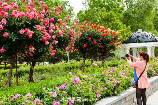 可以在家種植的“樹”！月季樹的花色更多還好看，可以放棄綠蘿了(圖1)