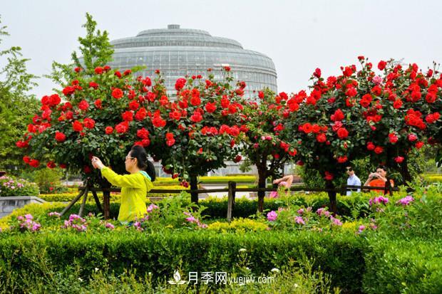 可以在家種植的“樹”！月季樹的花色更多還好看，可以放棄綠蘿了(圖2)