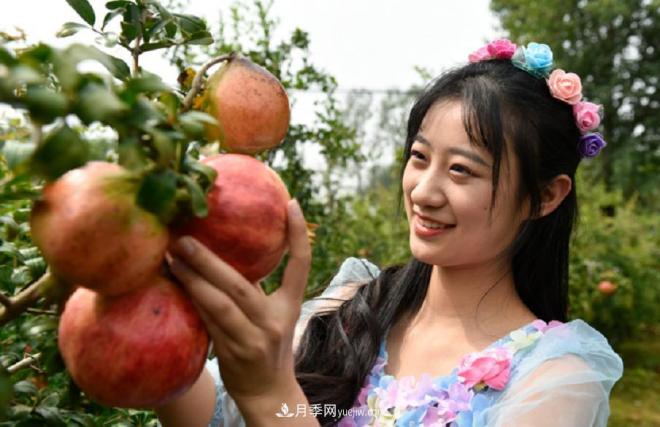 南陽(yáng)方城縣：石榴為媒推動(dòng)鄉(xiāng)村旅游發(fā)展(圖1)