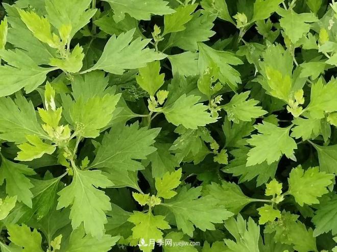 種南陽艾草的時(shí)候怎么除草，可不可以用草甘膦(圖1)