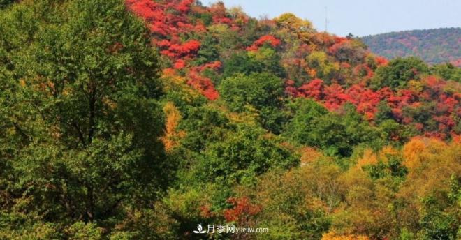 河南五個綠色“海洋”，在20度的森林中呼吸，讓你流連忘返(圖5)