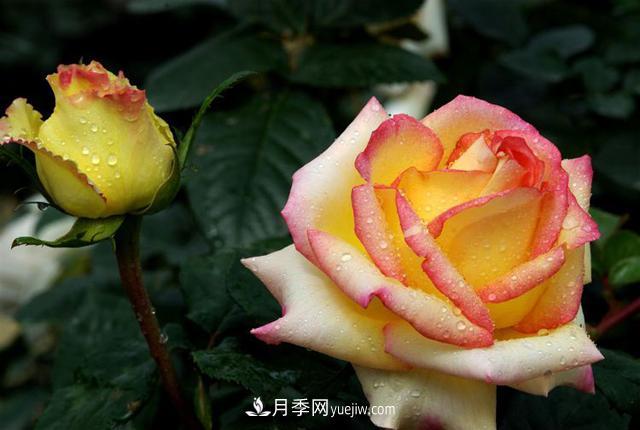 月季，與花卉有關(guān)的一些知識(shí)(圖1)