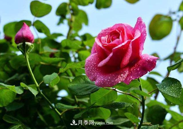 花也分三六九等么？何為一品九命？(圖1)
