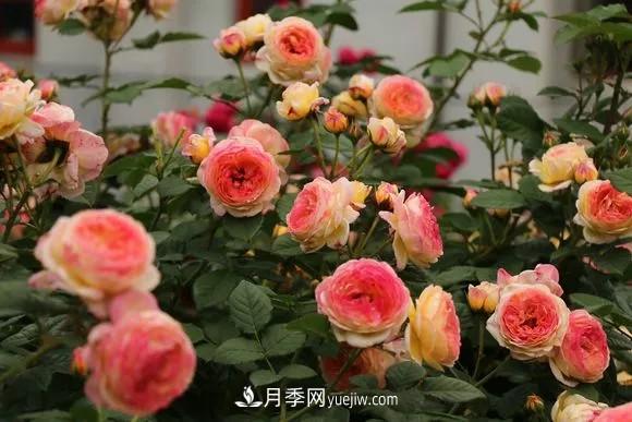 這6種月季，抗病強(qiáng)花量大還耐曬，養(yǎng)一棵就很美(圖1)