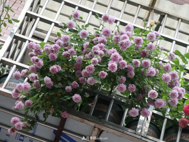 這6種月季，抗病強(qiáng)花量大還耐曬，養(yǎng)一棵就很美(圖8)