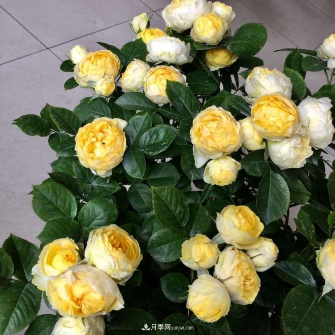 非?！扒趭^”的4個月季品種，1年開花不斷，關(guān)鍵抗病性好(圖3)