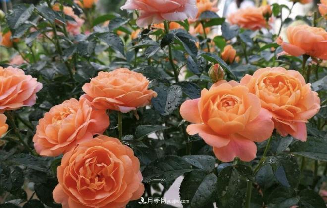 非?！扒趭^”的4個月季品種，1年開花不斷，關(guān)鍵抗病性好(圖2)