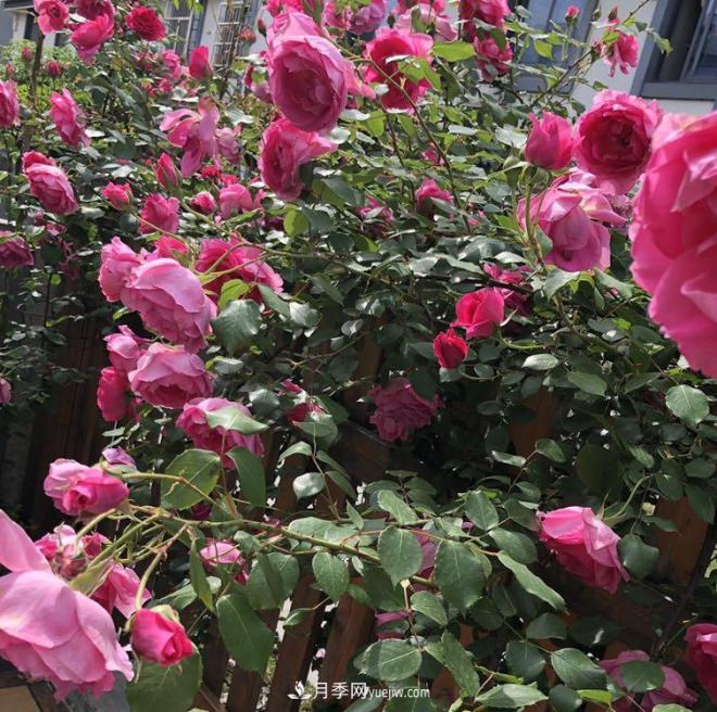 非常“勤奮”的4個月季品種，1年開花不斷，關(guān)鍵抗病性好(圖4)