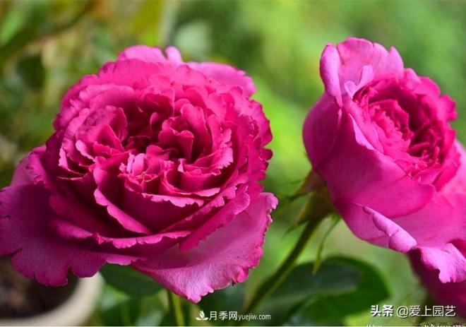 無伊芙不月季，哪種伊芙月季***值得入手？(圖3)