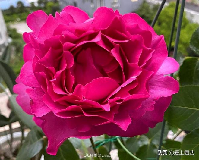 無伊芙不月季，哪種伊芙月季***值得入手？(圖1)