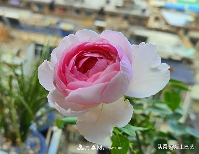 無伊芙不月季，哪種伊芙月季***值得入手？(圖2)