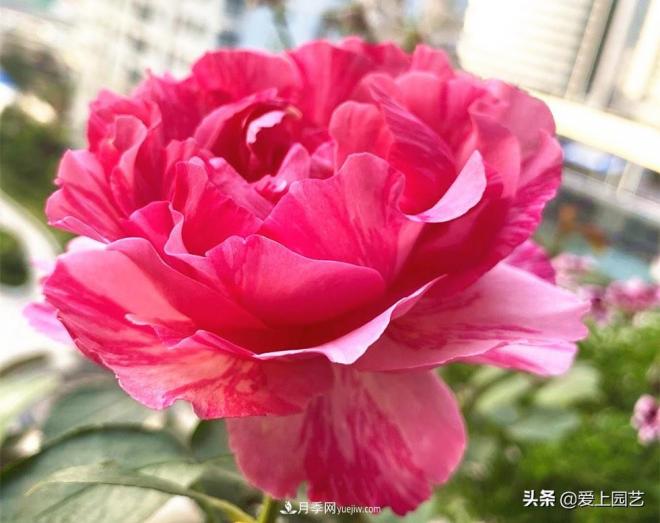 無伊芙不月季，哪種伊芙月季***值得入手？(圖4)