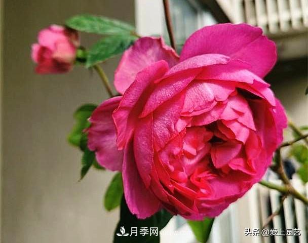 無伊芙不月季，哪種伊芙月季***值得入手？(圖8)