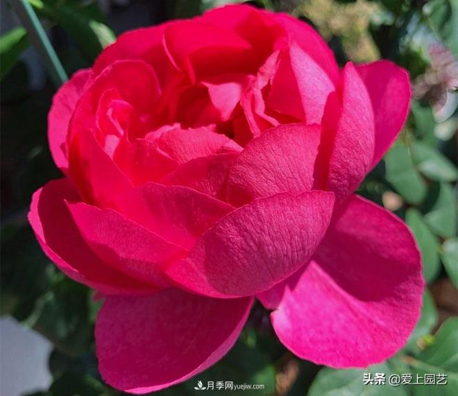 無伊芙不月季，哪種伊芙月季***值得入手？(圖7)