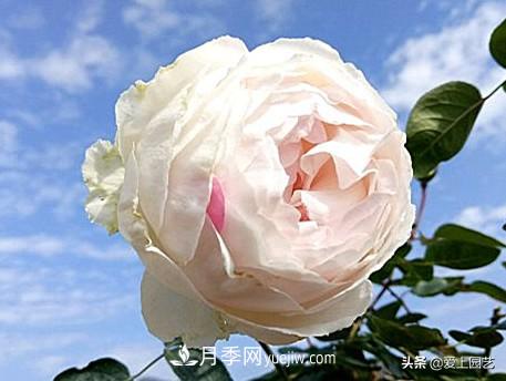 無伊芙不月季，哪種伊芙月季***值得入手？(圖10)