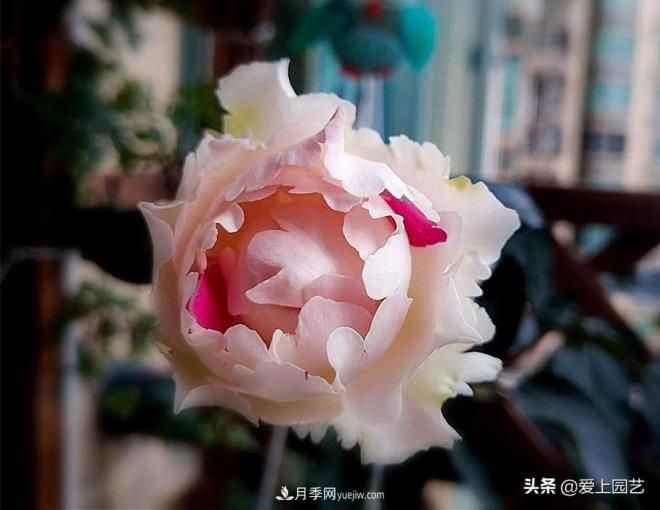 無伊芙不月季，哪種伊芙月季***值得入手？(圖9)