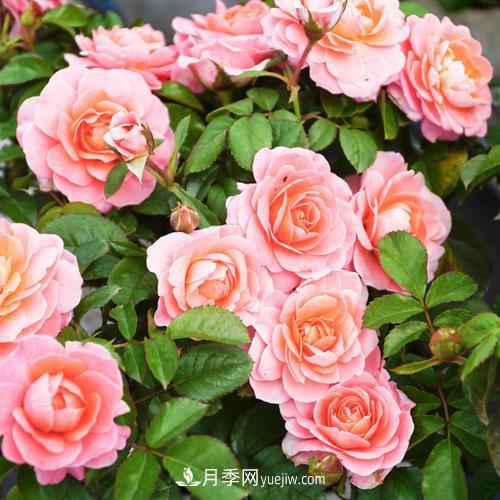盆栽月季，我選3種，花朵超仙，一開花就驚艷了時光！(圖1)