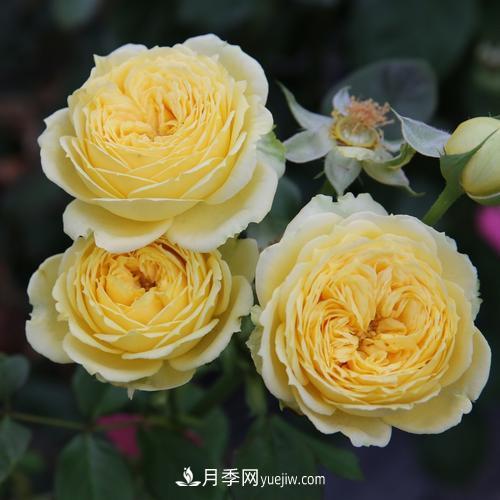 盆栽月季，我選3種，花朵超仙，一開花就驚艷了時光！(圖3)
