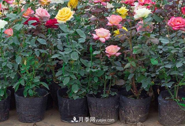 月季花的灑水的注意事項有哪些？(圖1)