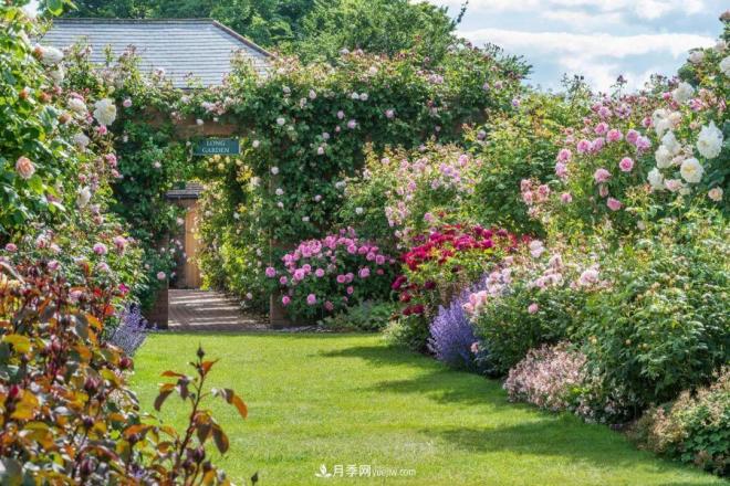 玫瑰月季薔薇，傻傻地分不清——從《花鏡》到歐月流行(圖1)