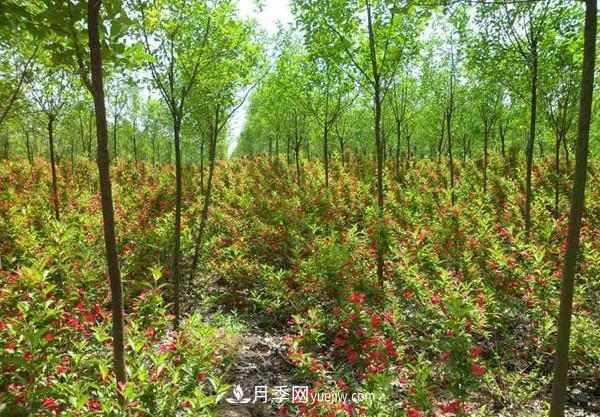 冬季苗木怕凍傷，提前養(yǎng)護(hù)準(zhǔn)沒(méi)錯(cuò)(圖1)