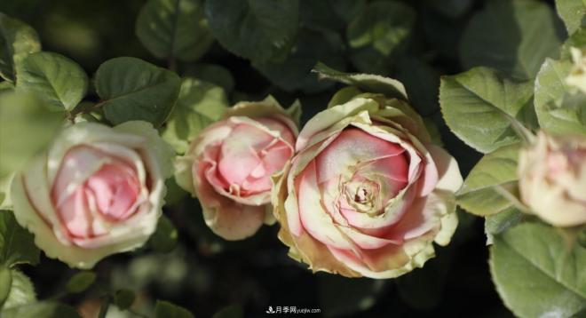 推薦15個(gè)受歡迎的月季品種，其實(shí)它們都有優(yōu)點(diǎn)缺點(diǎn)(圖6)