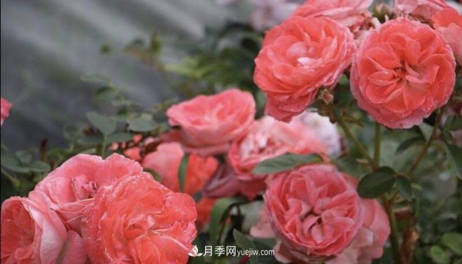推薦15個(gè)受歡迎的月季品種，其實(shí)它們都有優(yōu)點(diǎn)缺點(diǎn)(圖10)