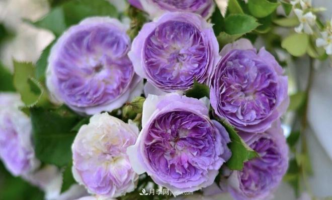 推薦15個(gè)受歡迎的月季品種，其實(shí)它們都有優(yōu)點(diǎn)缺點(diǎn)(圖13)