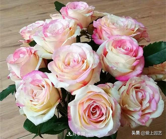 熱門月季品種已經(jīng)看膩了，不妨養(yǎng)幾棵小眾月季換個(gè)風(fēng)景(圖1)