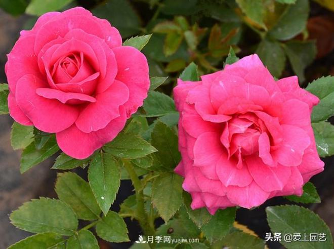 熱門月季品種已經(jīng)看膩了，不妨養(yǎng)幾棵小眾月季換個(gè)風(fēng)景(圖3)