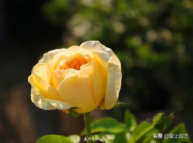 熱門月季品種已經(jīng)看膩了，不妨養(yǎng)幾棵小眾月季換個(gè)風(fēng)景(圖4)
