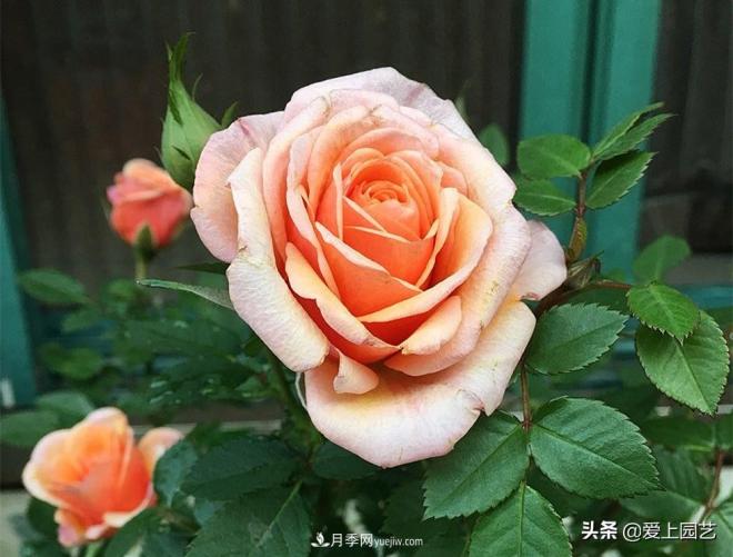 熱門月季品種已經(jīng)看膩了，不妨養(yǎng)幾棵小眾月季換個(gè)風(fēng)景(圖5)
